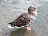 Oie (ord Anseriformes) (fam Anatides) (Photo F. Mrugala) (5)